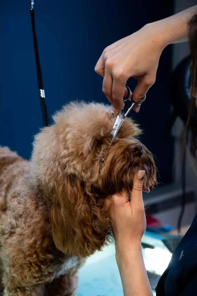pet grooming